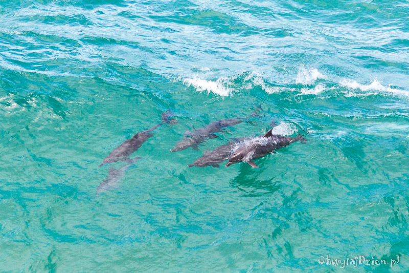 Delfiny z Byron Bay